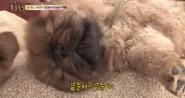 오늘자 동물농장 차우차우 가족의 모래찜질ㅋㅋㅋㅋㅋㅋ | 인스티즈