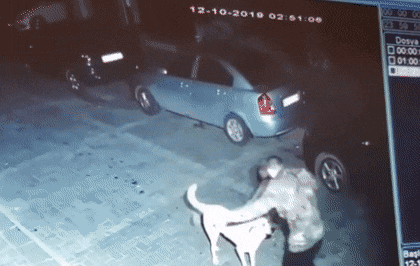 취객을 만난 강아지들 | 인스티즈