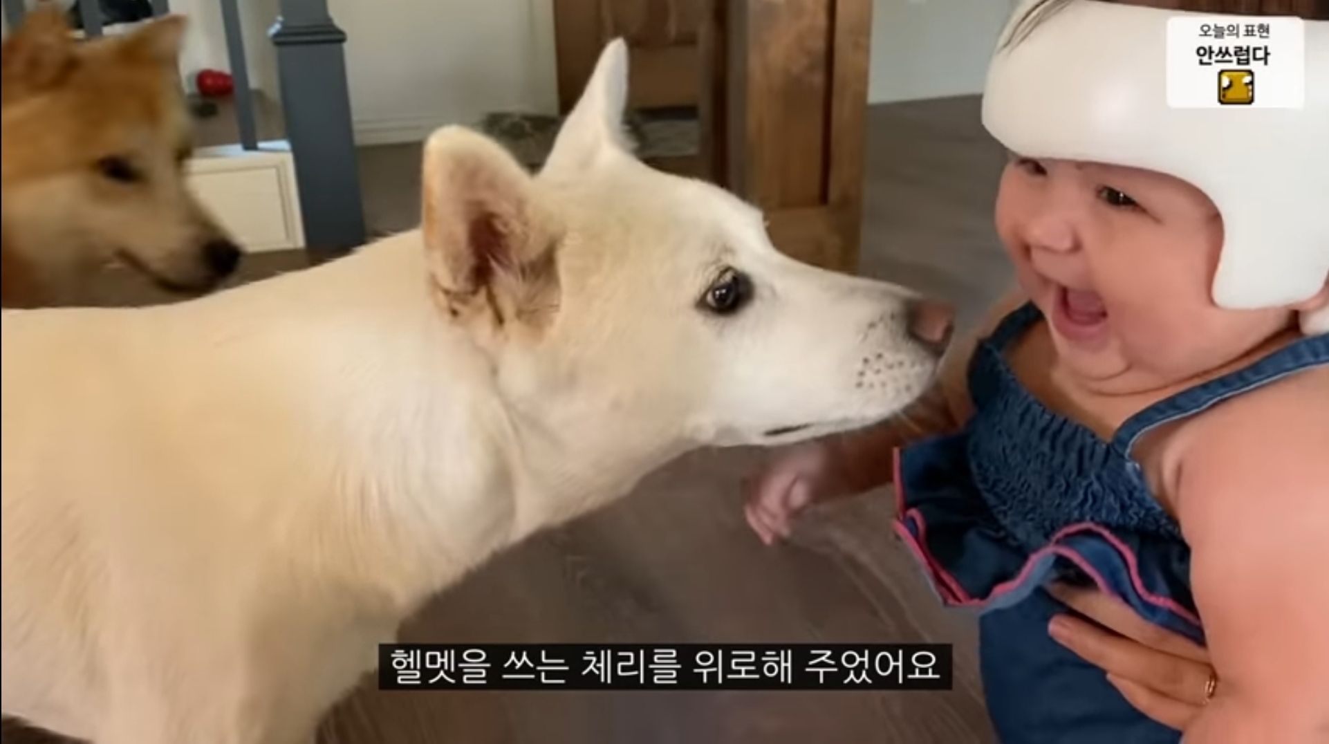 드디어 3개월만에 머리 교정 헬멧을 벗은 올리버쌤네 체리 🍒 | 인스티즈