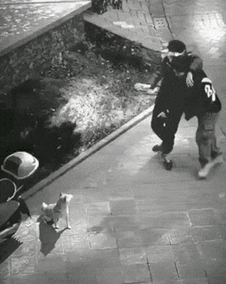 취객을 만난 강아지들 | 인스티즈