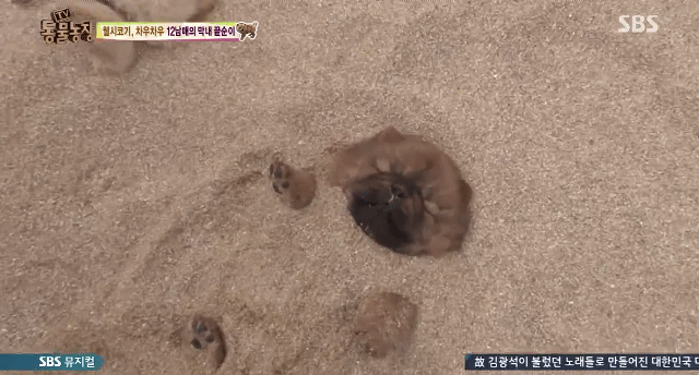 오늘자 동물농장 차우차우 가족의 모래찜질ㅋㅋㅋㅋㅋㅋ | 인스티즈