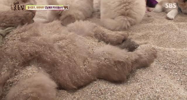 오늘자 동물농장 차우차우 가족의 모래찜질ㅋㅋㅋㅋㅋㅋ | 인스티즈
