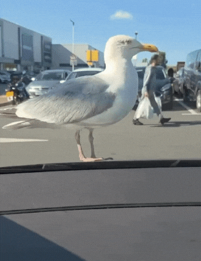 갈매기 놀리기 ㅋㅋㅋ | 인스티즈