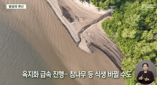 사람 발길이 끊긴 한강 밤섬 6.4배나 더 커졌다 | 인스티즈