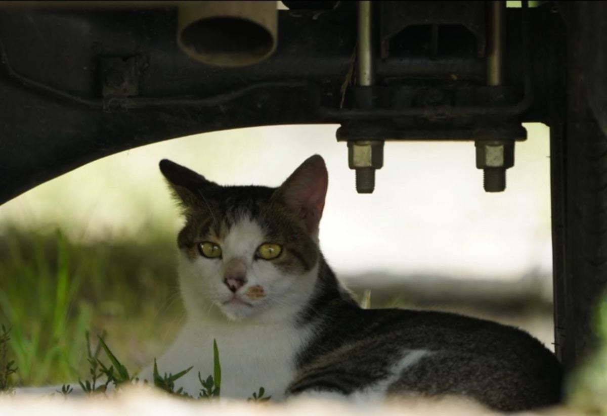 유튜버 haha ha 고양이 무 살쪄서 뚱냥이된거 바로 체감되는 짤 | 인스티즈