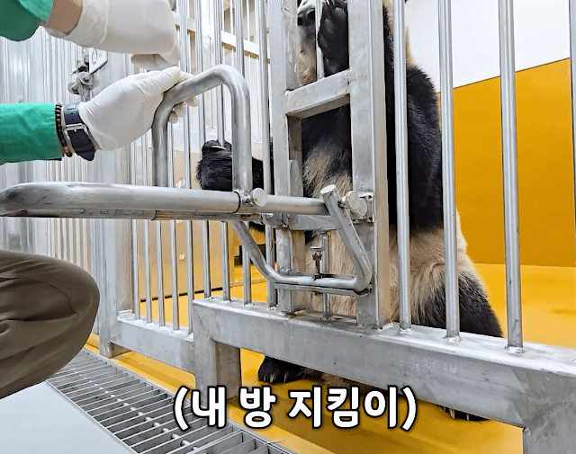 루이바오 야생성 살아있는거 신기하다 | 인스티즈