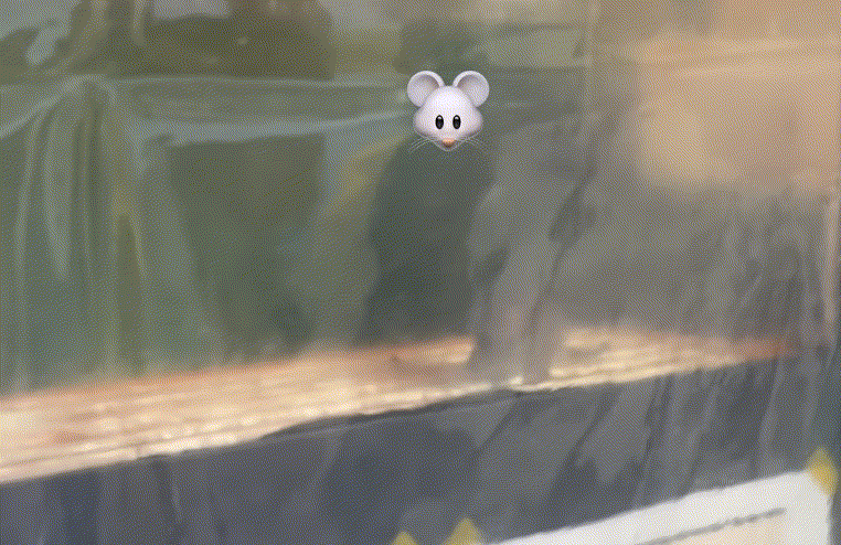 "저거 쥐야?" 붕어빵 기계 위에서 '킁킁, 쩝쩝'…노점 위생 '도마 위' | 인스티즈