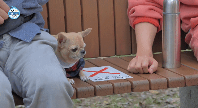 나혼산 캐리하고 간 김응수랑 반려견 쵸파.jpgif | 인스티즈