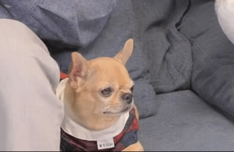 나혼산 캐리하고 간 김응수랑 반려견 쵸파.jpgif | 인스티즈