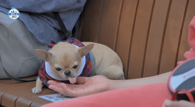 나혼산 캐리하고 간 김응수랑 반려견 쵸파.jpgif | 인스티즈