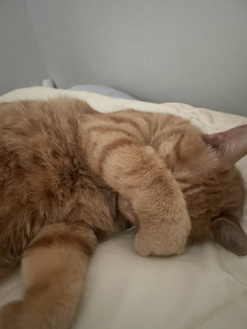 우리 고양이는 꼭 이러고 자.. 다들 이래? | 인스티즈