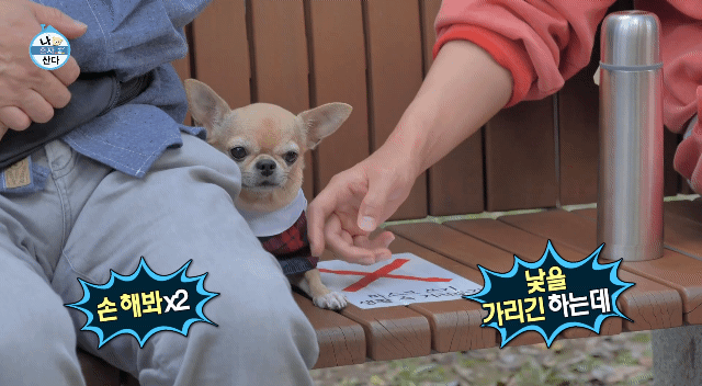 나혼산 캐리하고 간 김응수랑 반려견 쵸파.jpgif | 인스티즈