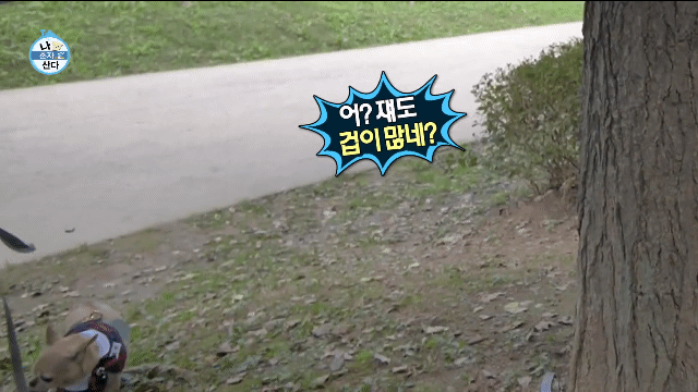 나혼산 캐리하고 간 김응수랑 반려견 쵸파.jpgif | 인스티즈