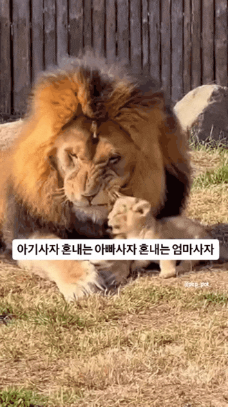 아기사자 혼내는 아빠사자 혼내는 엄마사자 | 인스티즈