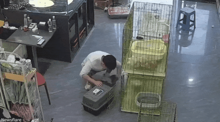 고양이카페 초보알바생 대참사.gif | 인스티즈