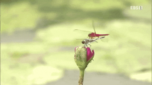 귀여운 금개구리의 사냥 방법.gif | 인스티즈