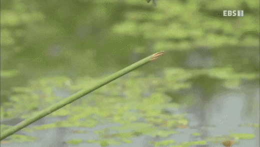 귀여운 금개구리의 사냥 방법.gif | 인스티즈