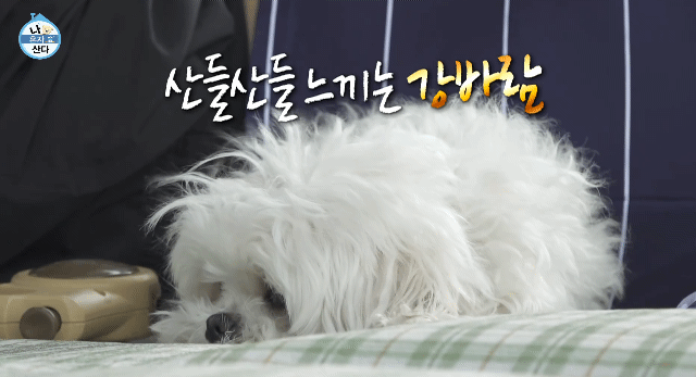 꽃분이 크롭 해주세요 | 인스티즈