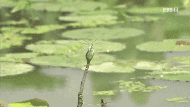 귀여운 금개구리의 사냥 방법.gif | 인스티즈