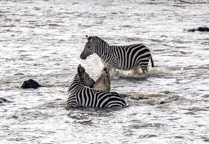 아프리카에서 얼룩말 사육에 실패한 이유 | 인스티즈