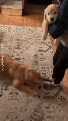 새 가족이 된 아기리트리버 | 인스티즈