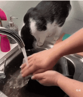 집사의 설거지가 미덥지 않았던 냥이 | 인스티즈
