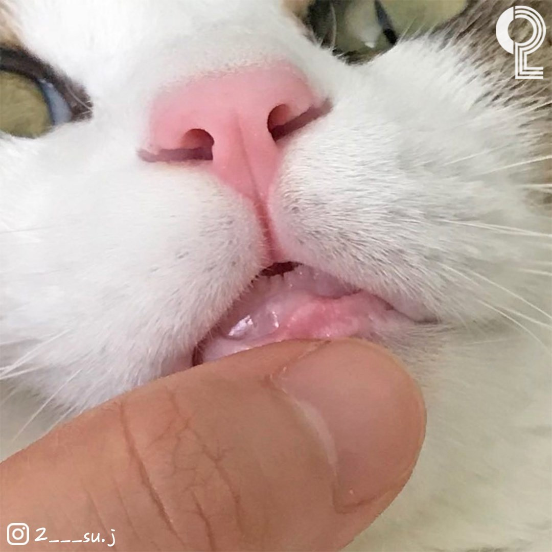 고양이 신체 중 가장 하찮은 부위 | 인스티즈