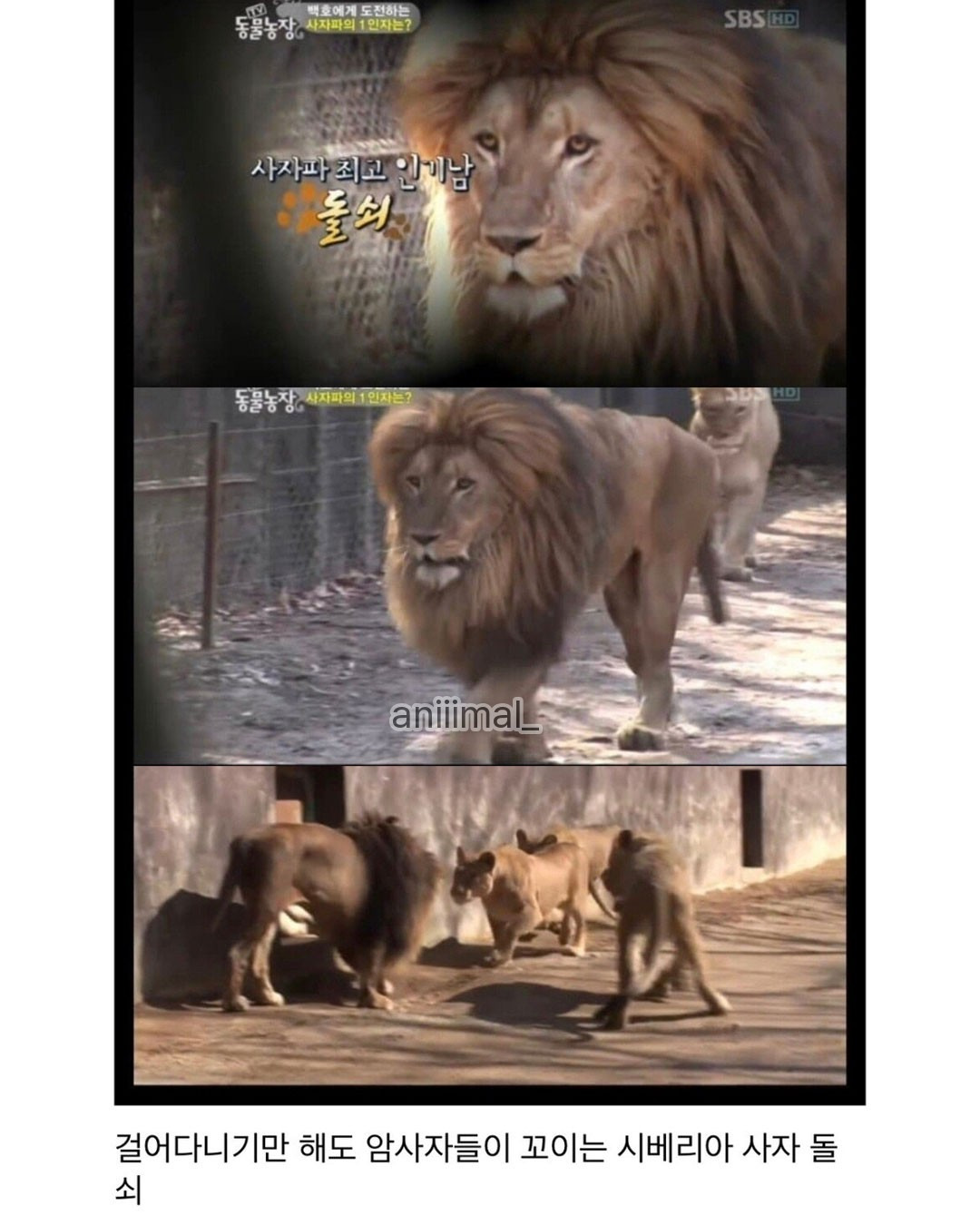 못생긴 숫사자와 잘생긴 숫사자 | 인스티즈