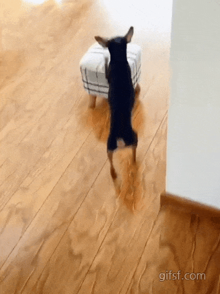 귀청소해달라는 강아지.gif | 인스티즈