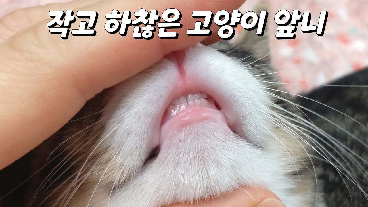 고양이 신체 중 가장 하찮은 부위 | 인스티즈