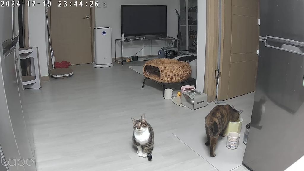 울집냥이 밥 달라할때 모음집ㅋㅋㅋㅋ | 인스티즈