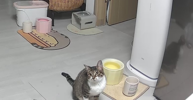 울집냥이 밥 달라할때 모음집ㅋㅋㅋㅋ | 인스티즈