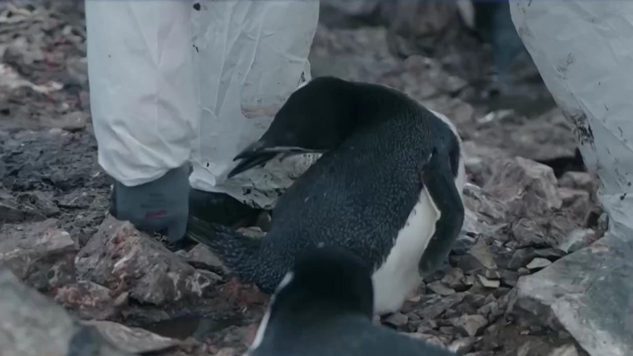 또 논란거리 만든 남극의 시프팀 | 인스티즈