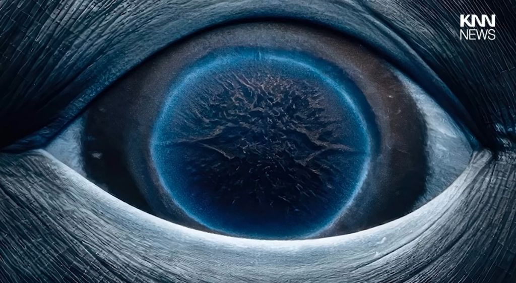 해외에서 화제인 해양사진작가가 찍은 혹등고래의 눈동자 | 인스티즈