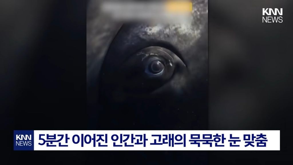 해외에서 화제인 해양사진작가가 찍은 혹등고래의 눈동자 | 인스티즈