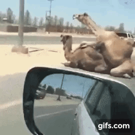 도로 한복판에서 짝짓기 하는 낙타 | 인스티즈