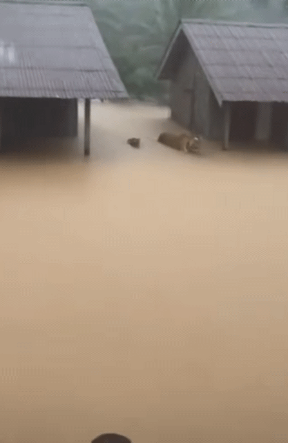 80명 넘게 사망했다는 태국 홍수 | 인스티즈