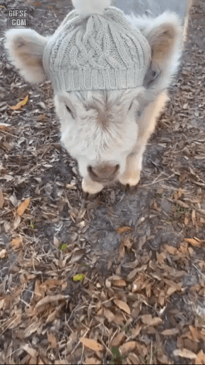 겨울옷 입은 송아지 | 인스티즈