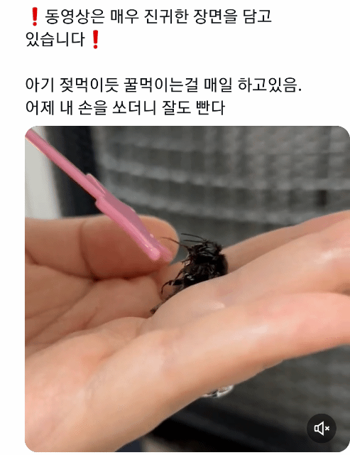 죽어가는 호박벌을 벌줍해버린 트위터리안의 벌줍일기...jpg | 인스티즈