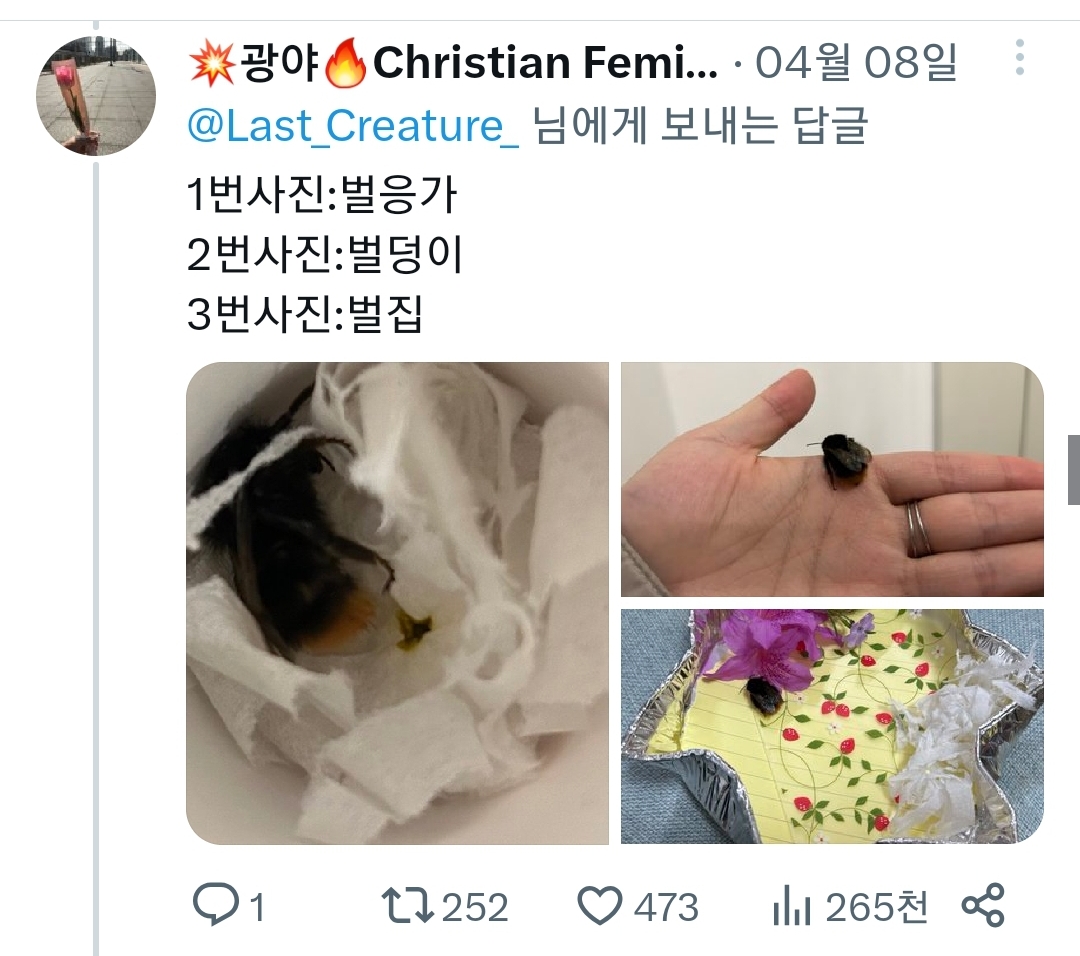 죽어가는 호박벌을 벌줍해버린 트위터리안의 벌줍일기...jpg | 인스티즈