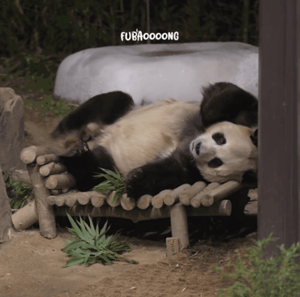 백수같은 후이아부지🐼 러바오💙ㅋㅋㅋㅋㅋ | 인스티즈