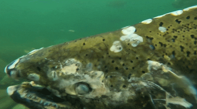 (혐) 의외로 사람들이 잘 모르는 좀비 생선 | 인스티즈