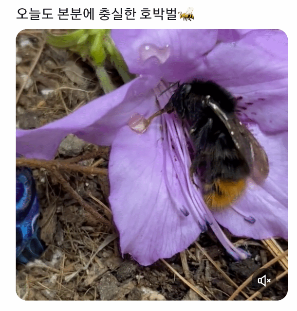 죽어가는 호박벌을 벌줍해버린 트위터리안의 벌줍일기...jpg | 인스티즈