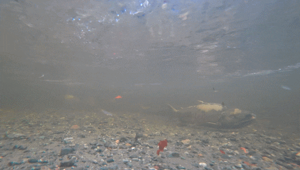 (혐) 의외로 사람들이 잘 모르는 좀비 생선 | 인스티즈