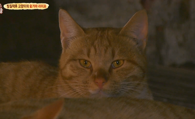 용인의 어느 찜질방에서 산다는 고양이들 | 인스티즈