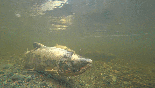 (혐) 의외로 사람들이 잘 모르는 좀비 생선 | 인스티즈