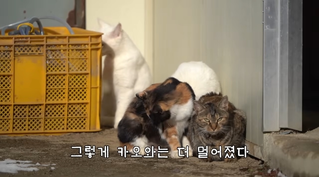 5년만에 haha ha에게 마음을 연 카오 | 인스티즈