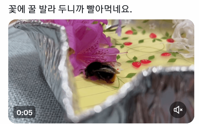 죽어가는 호박벌을 벌줍해버린 트위터리안의 벌줍일기...jpg | 인스티즈