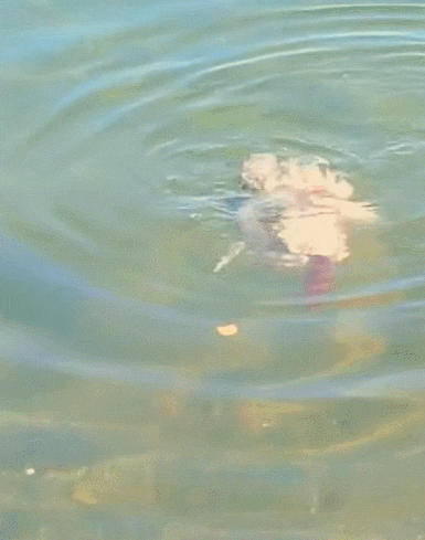 (혐) 의외로 사람들이 잘 모르는 좀비 생선 | 인스티즈