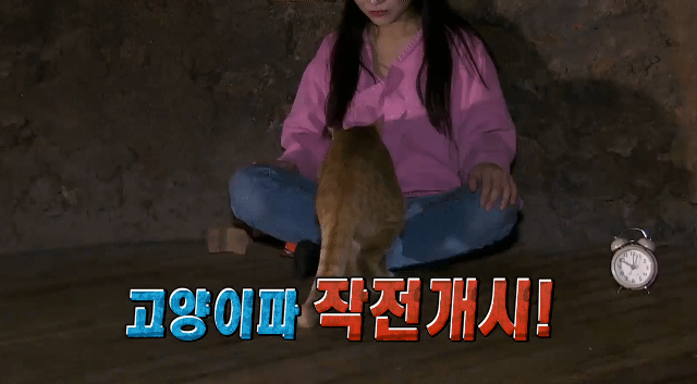 용인의 어느 찜질방에서 산다는 고양이들 | 인스티즈